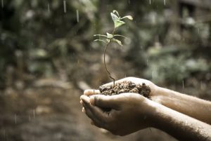 plante-i-haand-med-regn